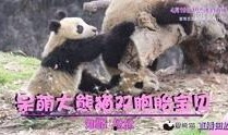 熊猫爆料在哪看直播视频,精彩瞬间等你来观